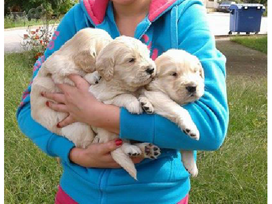 golden retriever